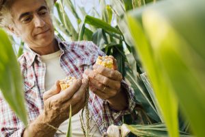 farmer checking corn plants