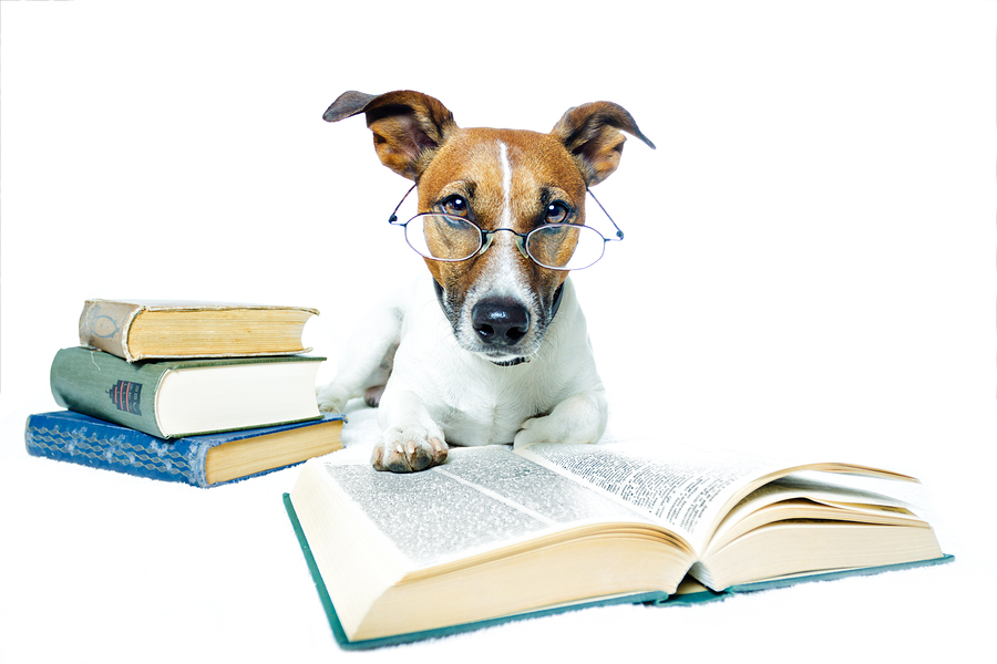studying dog